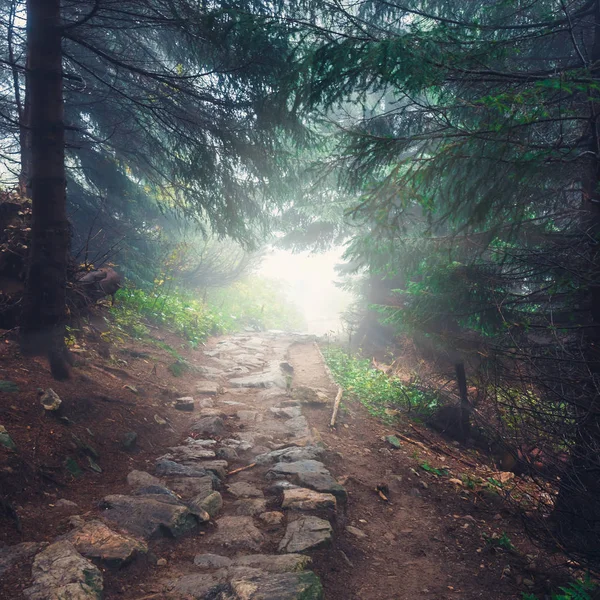 Empty mountain path in the green forest — Stock Photo, Image