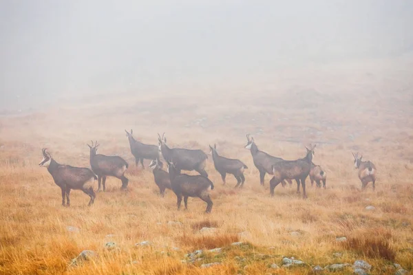 En besättning av sämskläder passerar bergspass i dimman — Stockfoto
