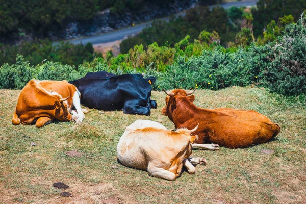 褐色母牛在入口到 Levada das 25 丰特斯和 Levada 做 Risco, 马德拉岛, 葡萄牙 — 图库照片