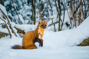 Single weasel sitting at snow field, mustela nivalis clipart