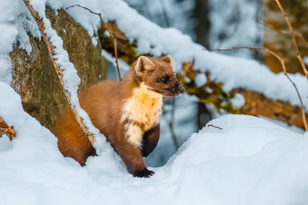 Single weasel sitting at snow field, mustela nivalis — Stock Photo, Image