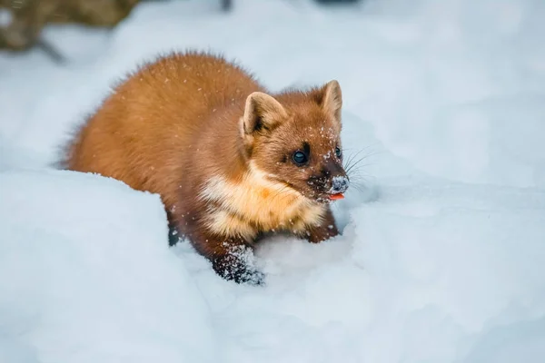 Mustela nivalis kar sahasında oturan tek gelincik — Stok fotoğraf