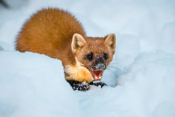 Mustela nivalis kar sahasında oturan tek gelincik — Stok fotoğraf