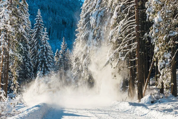 A hó diák ki rá a hegyi ösvény a fák — Stock Fotó