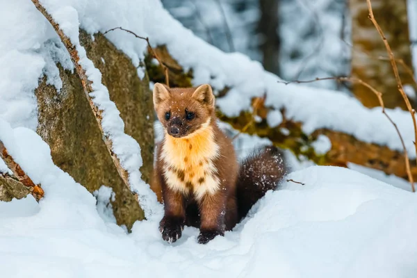 Single weasel sitting at snow field, mustela nivalis — Stock Photo, Image