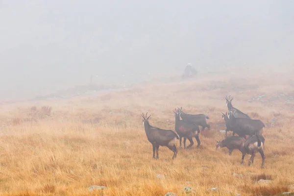 Una manada de gamuzas pasa por un paso de montaña en la niebla — Foto de Stock