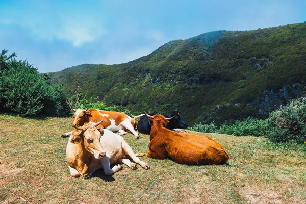 Vaches brunes à l'entrée du sentier de Levada das 25 fontes et Levada do Risco, île de Madère, Portugal — Photo