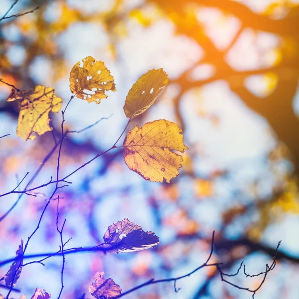 Hojas coloridas de otoño con cielo azul en el fondo — Foto de Stock