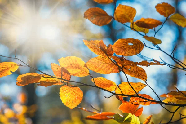 Hojas coloridas de otoño con cielo azul en el fondo — Foto de Stock