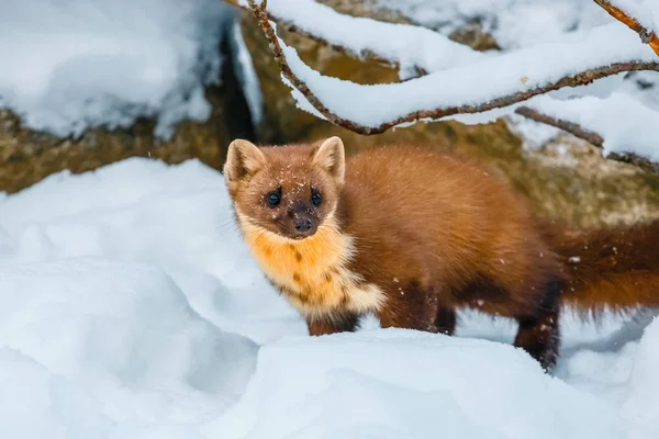 Single weasel sitting at snow field, mustela nivalis — Stock Photo, Image