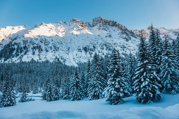 Montañas nevadas y bosques cubiertos de nieve — Foto de Stock