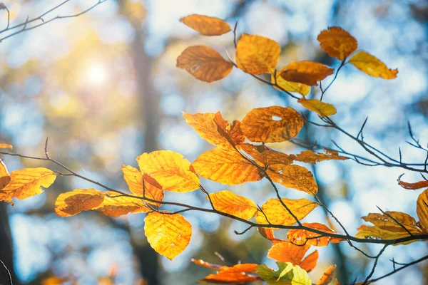 Hojas coloridas de otoño con cielo azul en el fondo — Foto de Stock