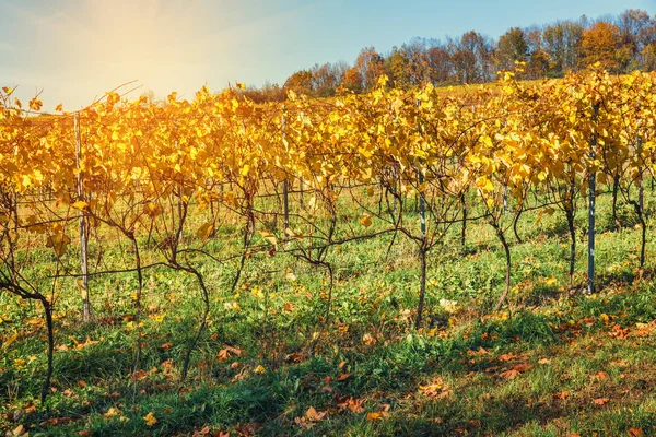 Herfst wijngaarden en biologische druivensap op vine takken — Stockfoto