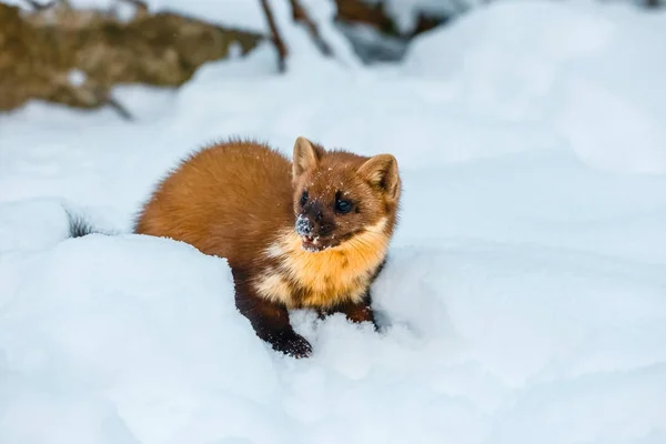 Single weasel sitting at snow field, mustela nivalis — Stock Photo, Image