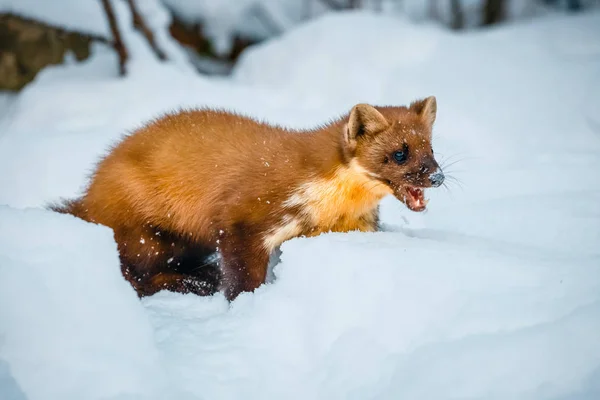 Mustela nivalis kar sahasında oturan tek gelincik — Stok fotoğraf