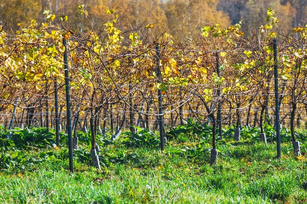 Herfst wijngaarden en biologische druivensap op vine takken — Stockfoto