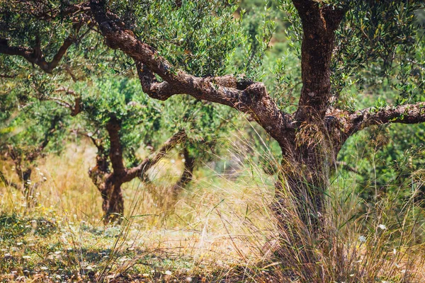 Lonely olive tree in Crete, Cretan garden, Greece — Stock Photo, Image