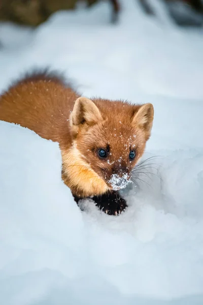 Single weasel sitting at snow field, mustela nivalis — Stock Photo, Image