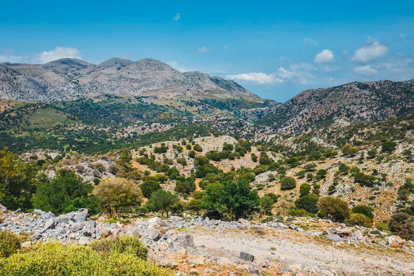 Olive fields on Crete Island in Greece, Cretan landscape — Stock Photo, Image