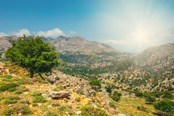 Olive fields on Crete Island in Greece, Cretan landscape — Stock Photo, Image