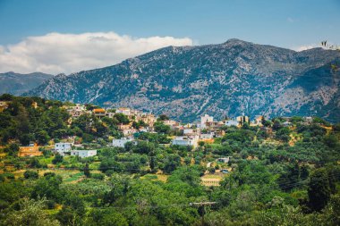 Girit Adası Yunanistan, Girit manzara zeytin alanları