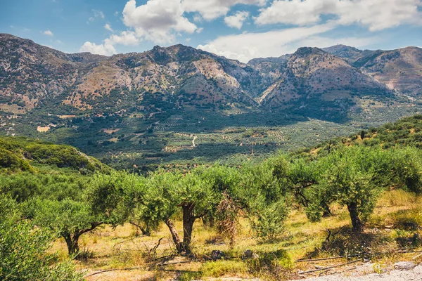 Campos de olivos en la isla de Creta en Grecia, paisaje cretense — Foto de Stock