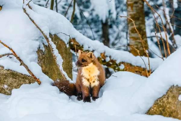 Single weasel sitting at snow field, mustela nivalis — Stock Photo, Image