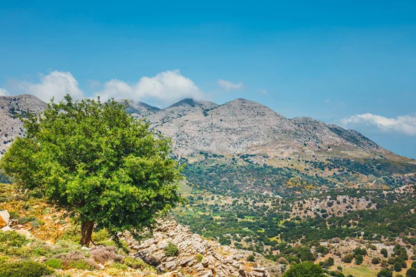 Olive fields on Crete Island in Greece, Cretan landscape — Stock Photo, Image