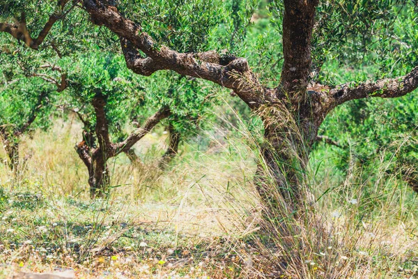 Lonely olive tree in Crete, Cretan garden, Greece — Stock Photo, Image