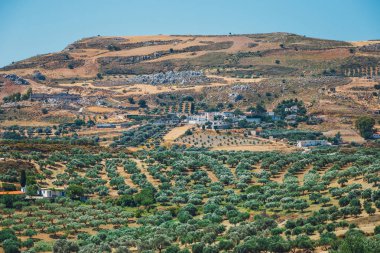 Girit Adası Yunanistan, Girit manzara zeytin alanları