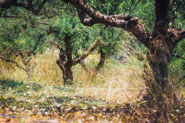 Lonely olive tree in Crete, Cretan garden, Greece — Stock Photo, Image