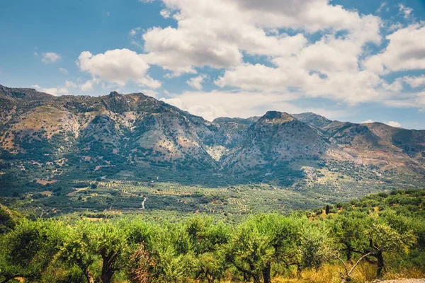 Campos de olivos en la isla de Creta en Grecia, paisaje cretense — Foto de Stock