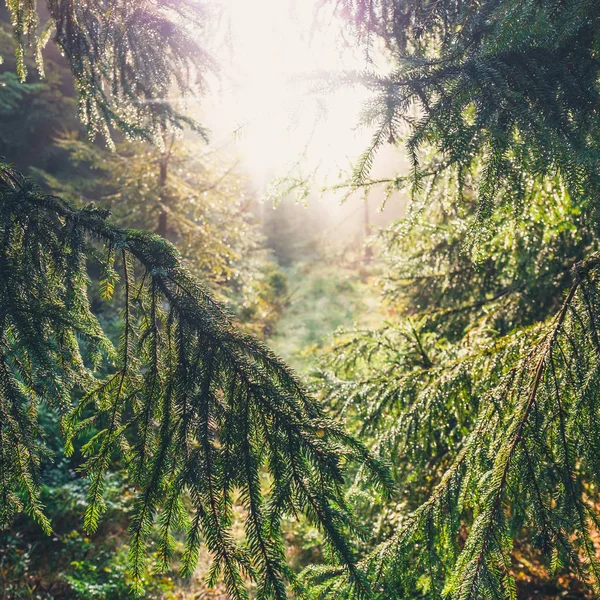 Paisagem florestal com o sol lançando belos raios através do nevoeiro — Fotografia de Stock