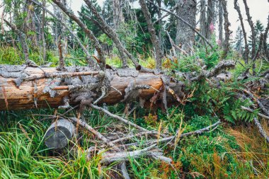 Güçlü bir rüzgar tarafından fırtına zararı kırık bir ağacının ayrıntı