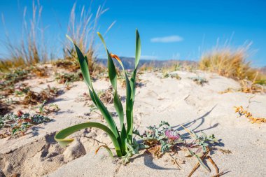 Pembe kum Girit Adası, Yunanistan ile Elafonissi plaj