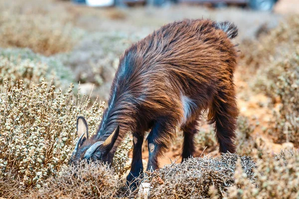 半野生羊放牧牧草地、クレタ島、ギリシャ — ストック写真