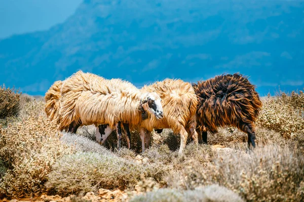 Halbwilde Schafe grasen auf der Weide, Betoninsel, Griechenland — Stockfoto