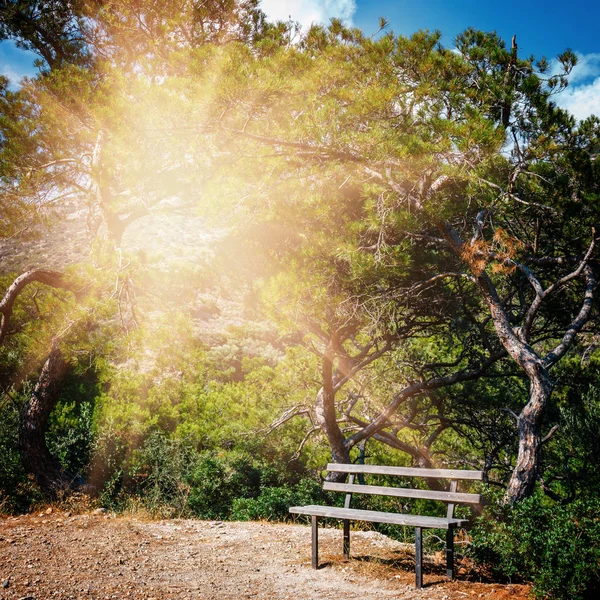 Una panchina sotto un albero in una bella giornata di sole — Foto Stock