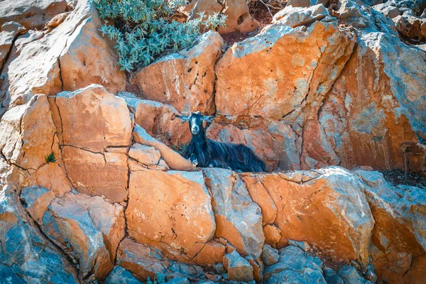 Εγχώρια κατσίκα στο βουνό στο νησί της Κρήτης, Ελλάδα — Φωτογραφία Αρχείου