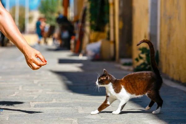 Молодая женщина кормит бездомного кота на улице — стоковое фото