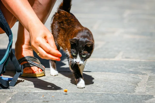 Young woman feeds a homeless cat on the street — Stock Photo, Image