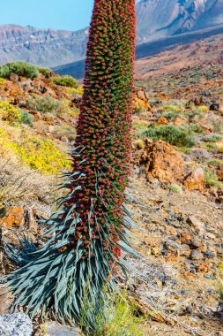 Kırmızı tajinaste çiçekler El Teide yanardağı, Tenerife, İspanya