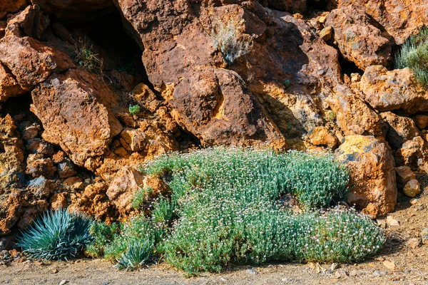 Semak kering tumbuh di kaldera dari El Teide gunung berapi, Tenerife, Spanyol — Stok Foto