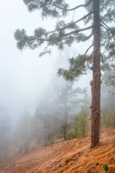 Misty mlha v borovém lese na horských svazích, Tenerife, Španělsko — Stock fotografie
