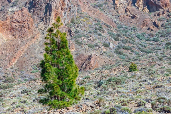 Lonely pine in the caldera of El Teide volcano, Tenerife, Canary Islands — Stock Photo, Image