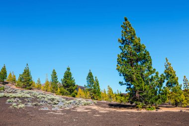  İspanya 'nın Tenerife kentindeki Teide Ulusal Parkı' nda lav kayaları üzerinde çam ormanı