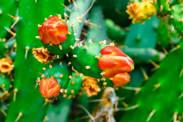 Zblízka Opuntia ficus indica ovoce — Stock fotografie