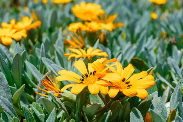 Blízká žlutá Květinka, letní přírodní pozadí — Stock fotografie