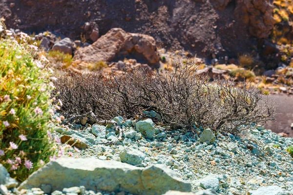 Roques de Garcia e Vulcão El Teide, Ilha de Tenerife, Espanha — Fotografia de Stock