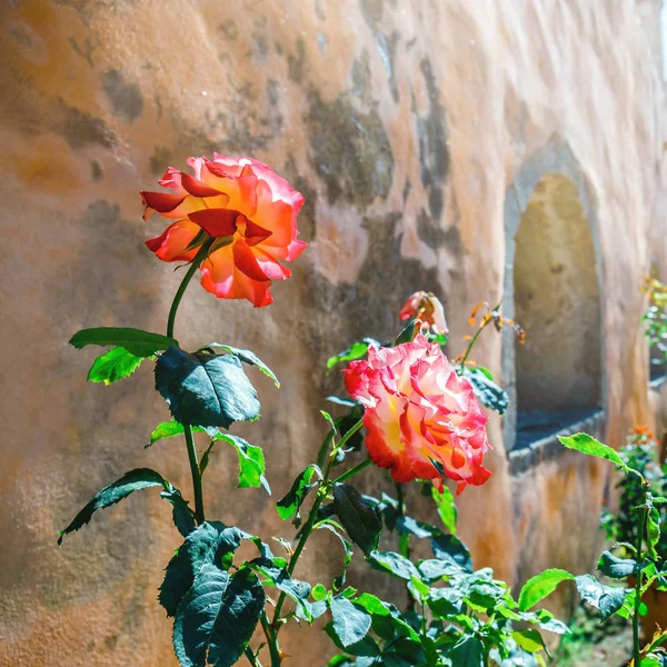 Beautiful roses in the pot on old wall background — Stock Photo, Image